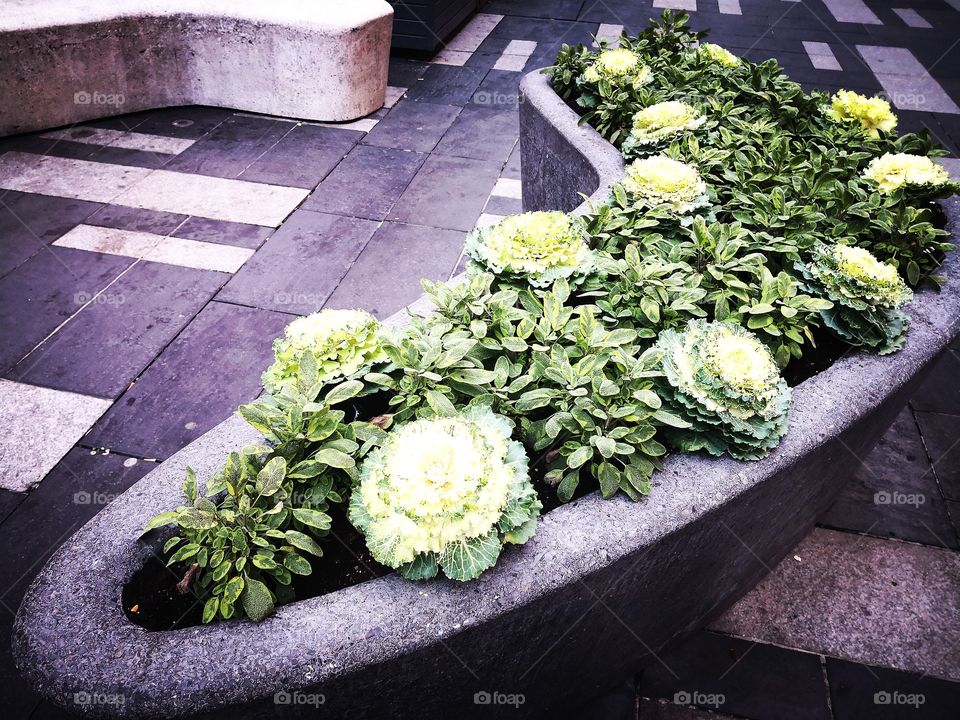 Cabbage flowers.