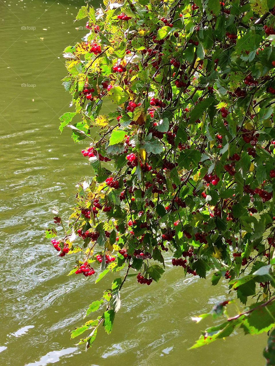 A hawthorn branch bent over the green river.  Red hawthorn berries among green foliage