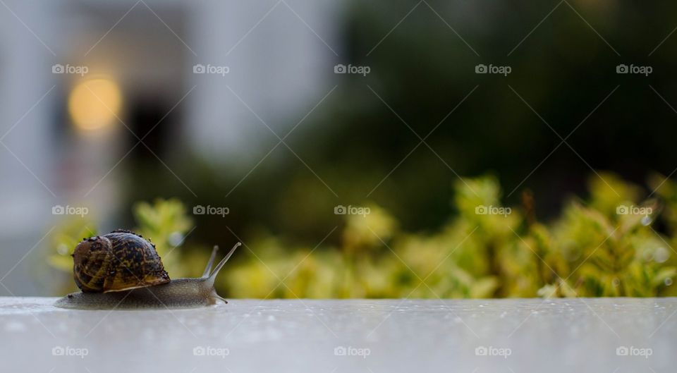 Close-up of a snail