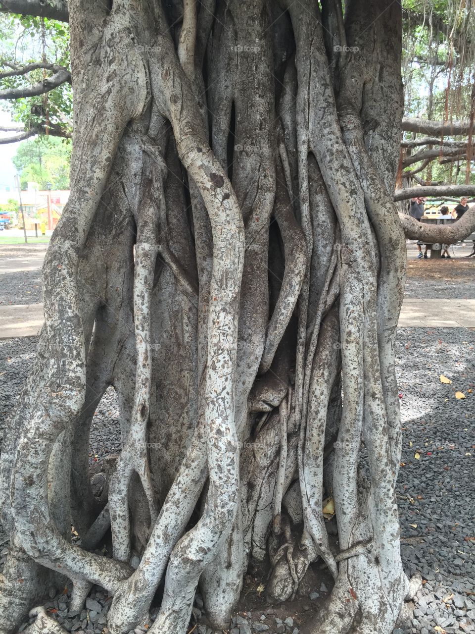 Banian Tree in Maui 