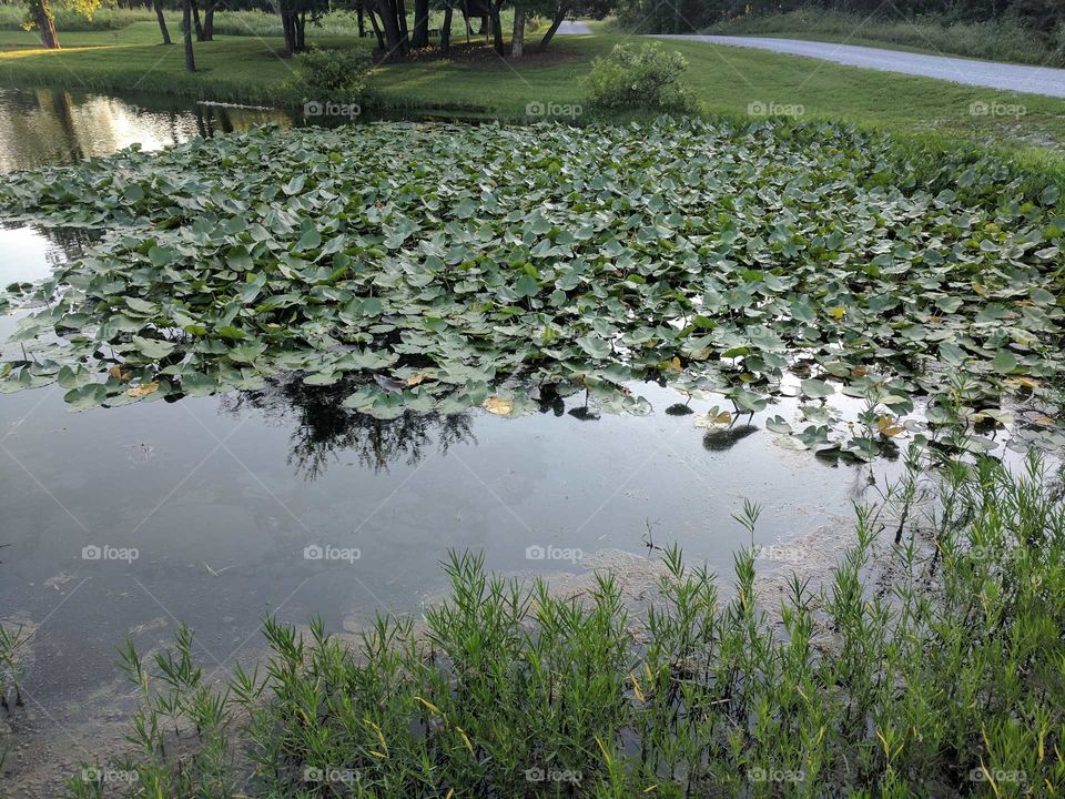 Lily Pad Pond