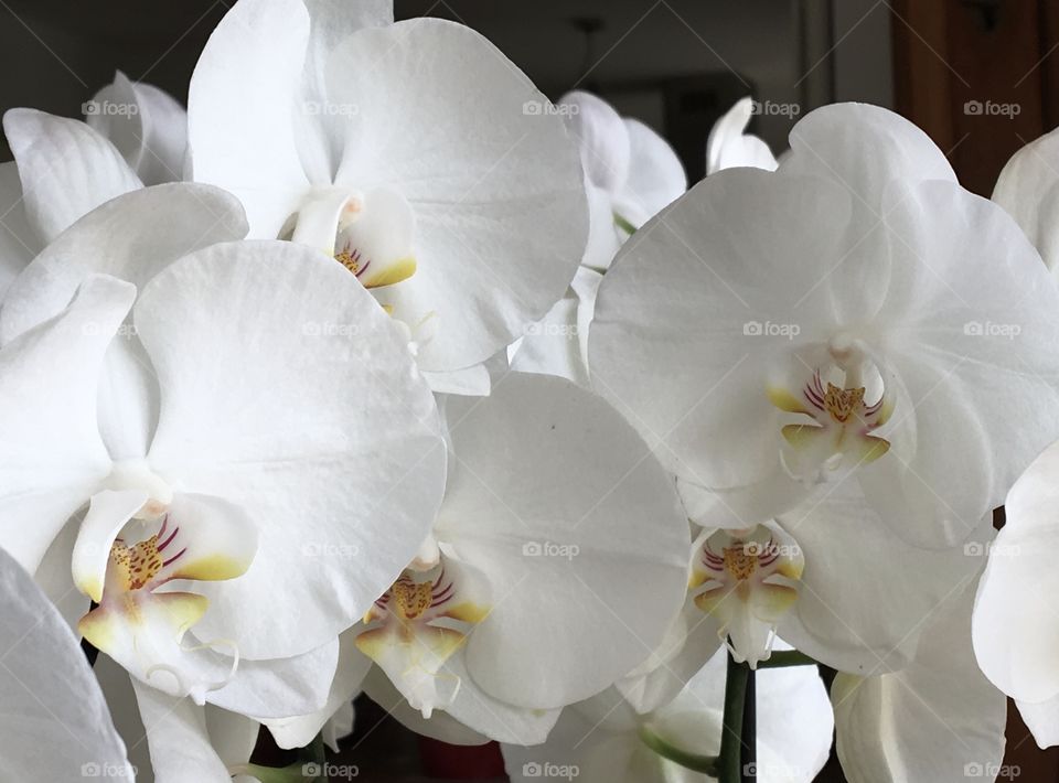 Light on white orchids 