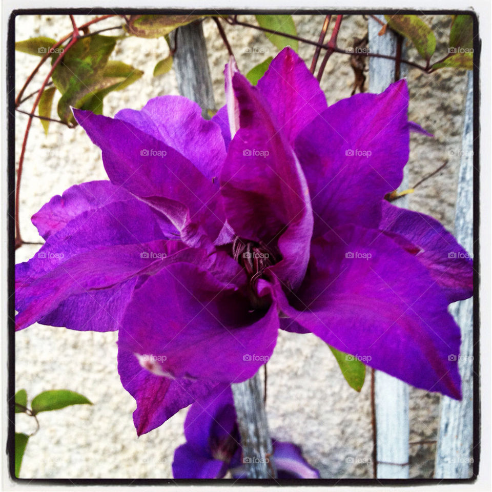 flower clematis sweden by lollohenrik