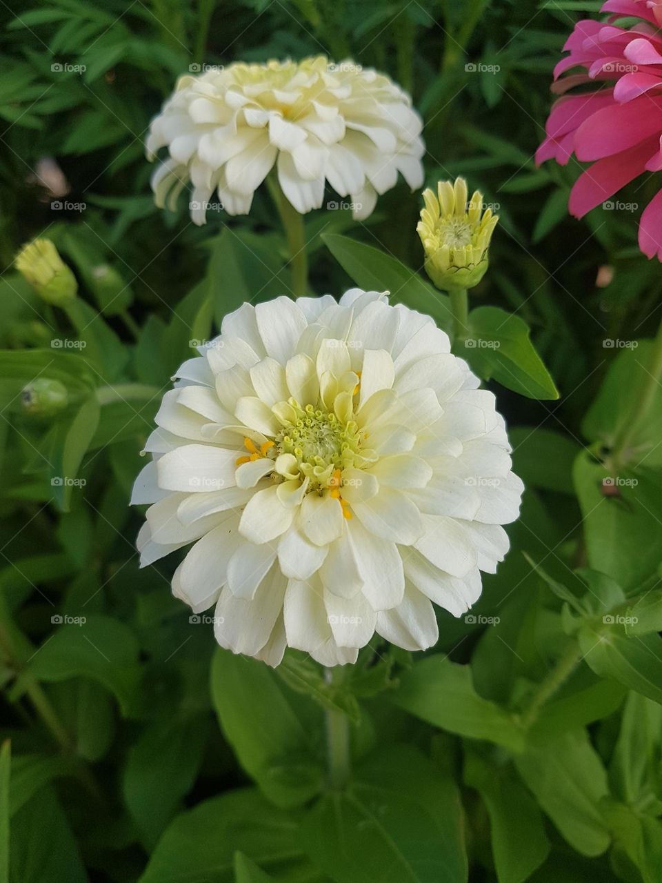 ENJOY-ZINNIA