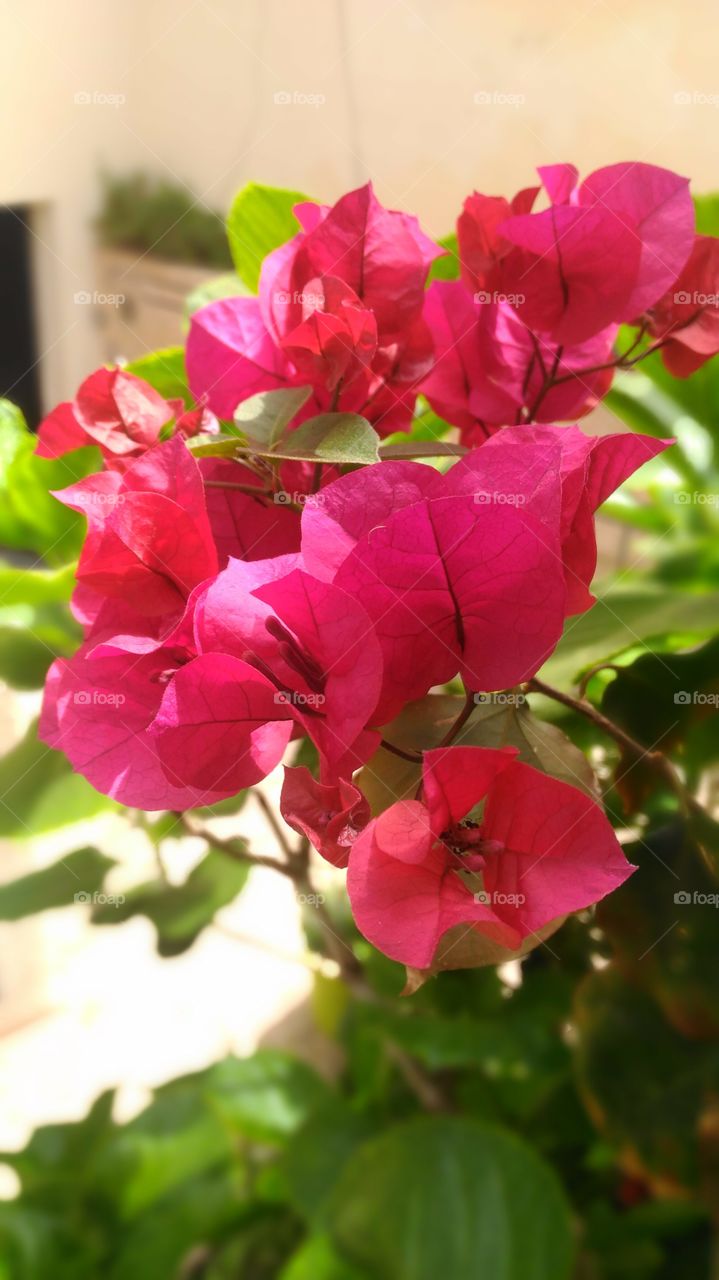 Red pink bougainvillea