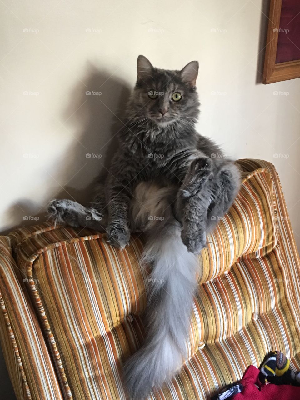 Sitting cat 