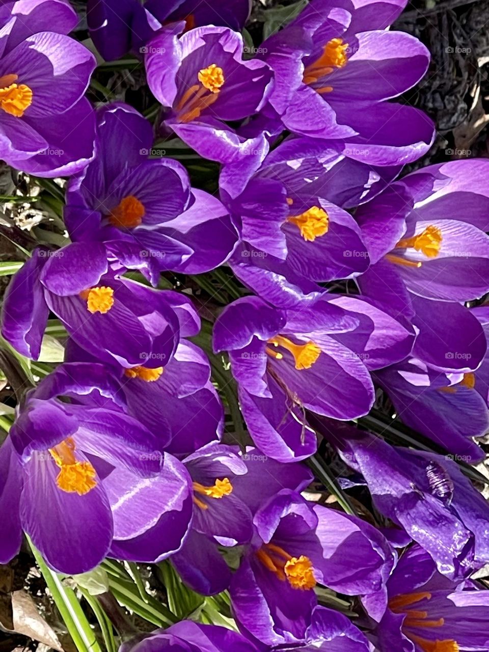 As one of the first flowers to poke it’s head through the soil each spring, the crocus flower is often viewed as a harbinger of new beginnings. The petals open into a gorgeous cup-shaped bloom.