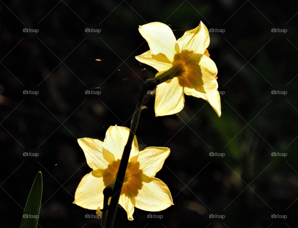 Daffodils