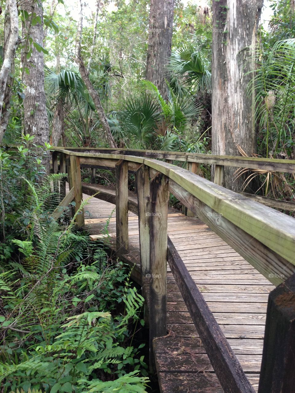 Boardwalk through the lush forest.