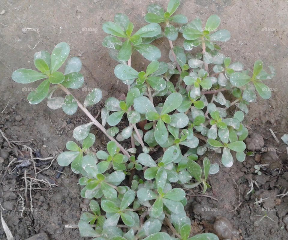 Matikafuri medicinal herb
