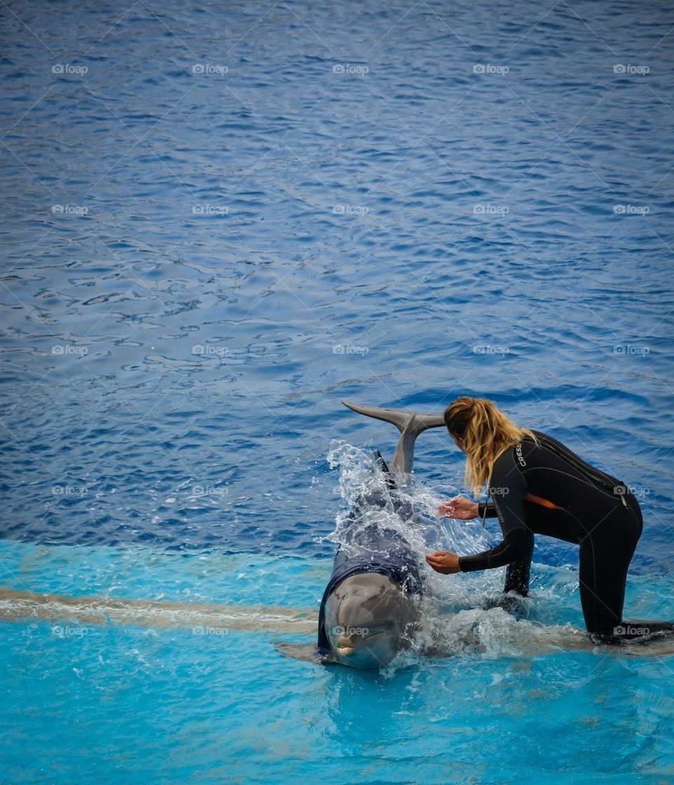 Adorable Dolphin