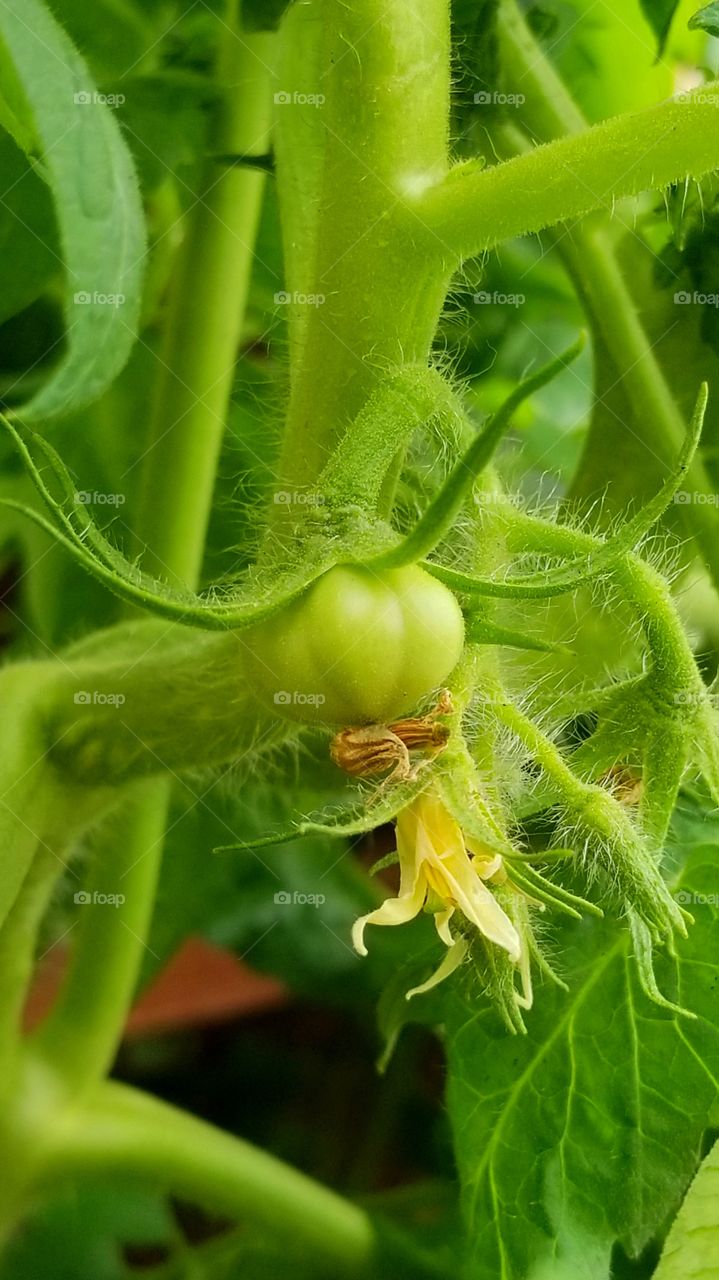baby tomato