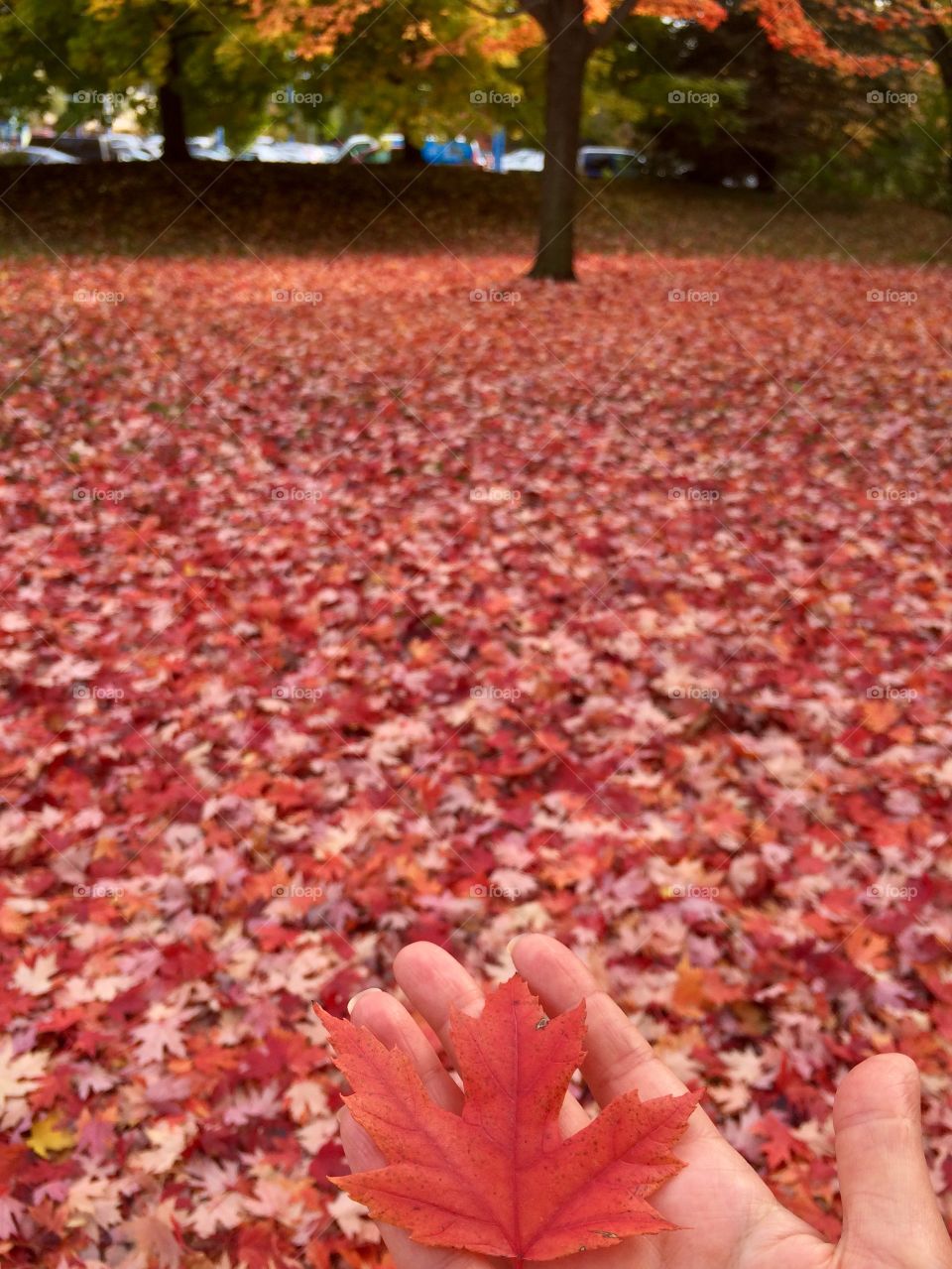 Beautiful Autumn Toronto 