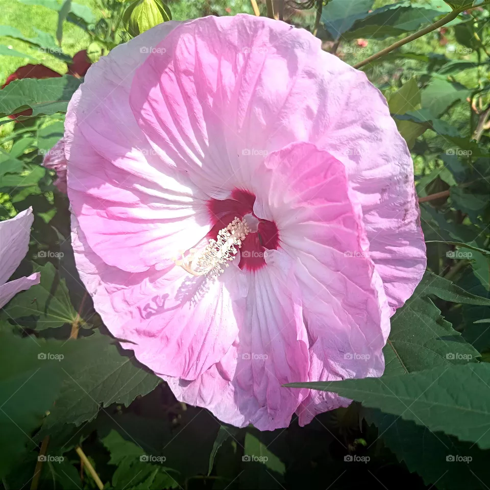 Pink flower
