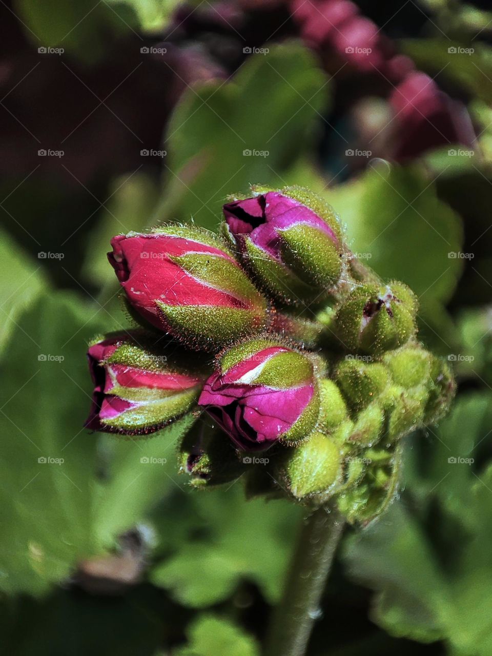 Macro photo of a summer plants