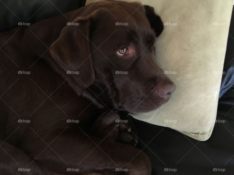 Dog, Portrait, Mammal, Canine, Pet