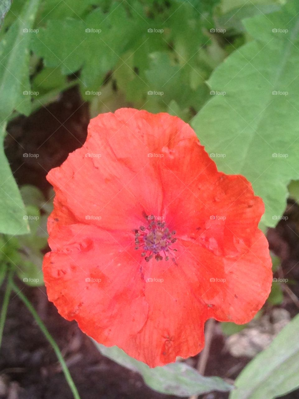 Red poppy flower 