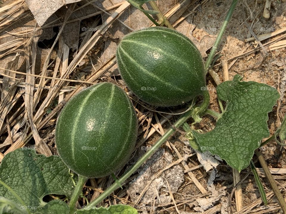 Plants around us, my garden ( Countryside)