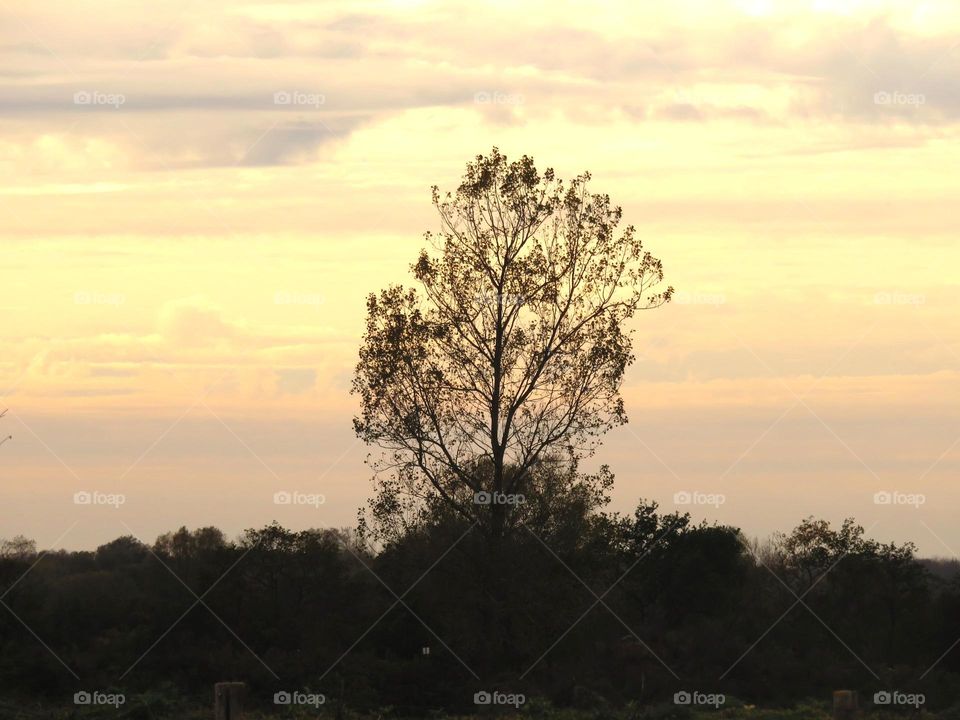 tree on sky