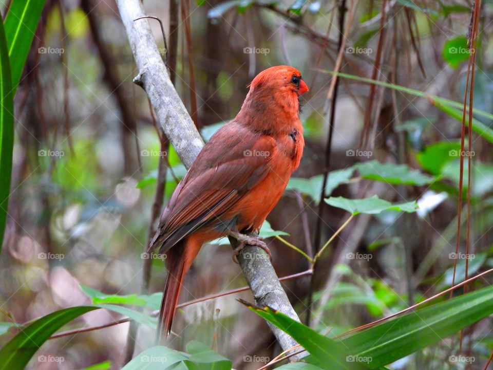 Male cardinals are brilliant red all over, with a reddish bill and black face immediately around the bill. Females are pale brown overall with warm reddish tinges in the wings,