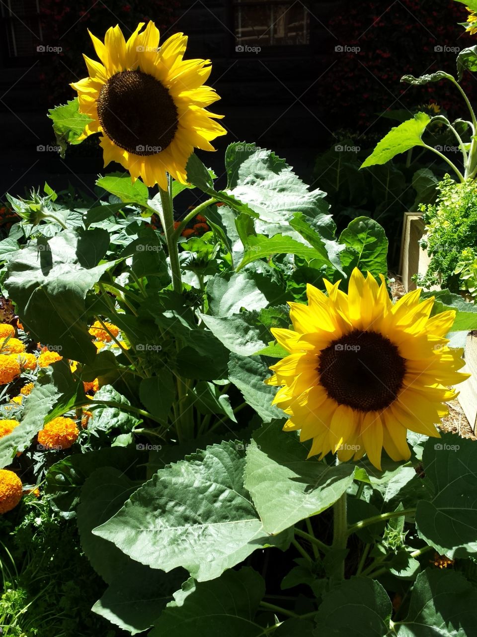 City Sunflowers