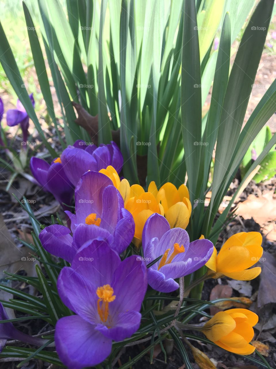 Purple and yellow crocus with grass background