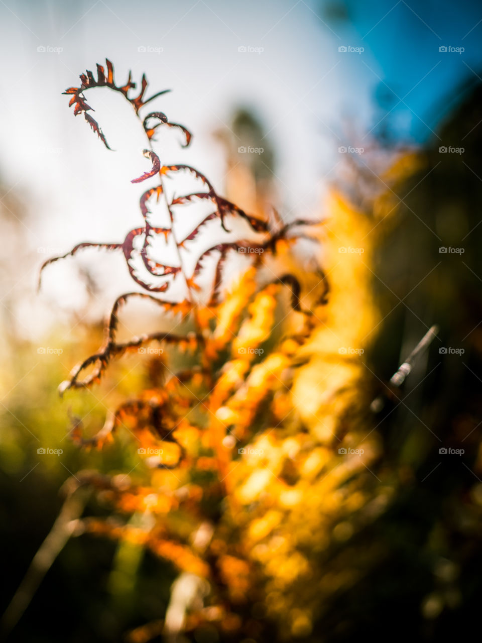 Golden autumn and withering fern. Bright, sunny, colorful day