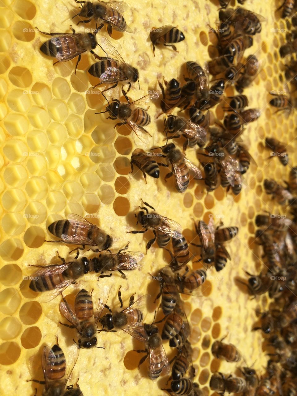 Bees on Foundation 