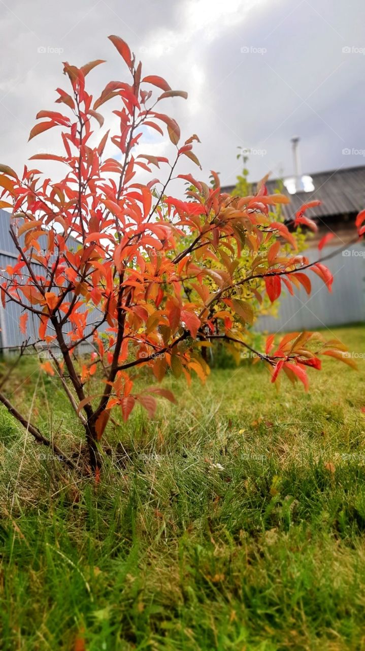 A reddened plum tree in autumn