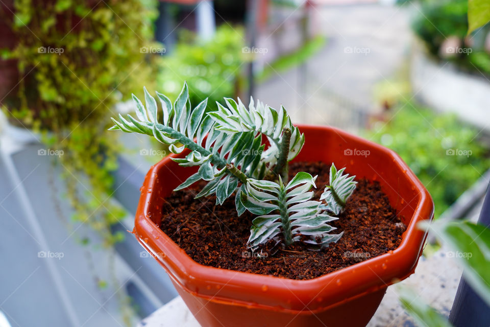 Portraits of a plant 