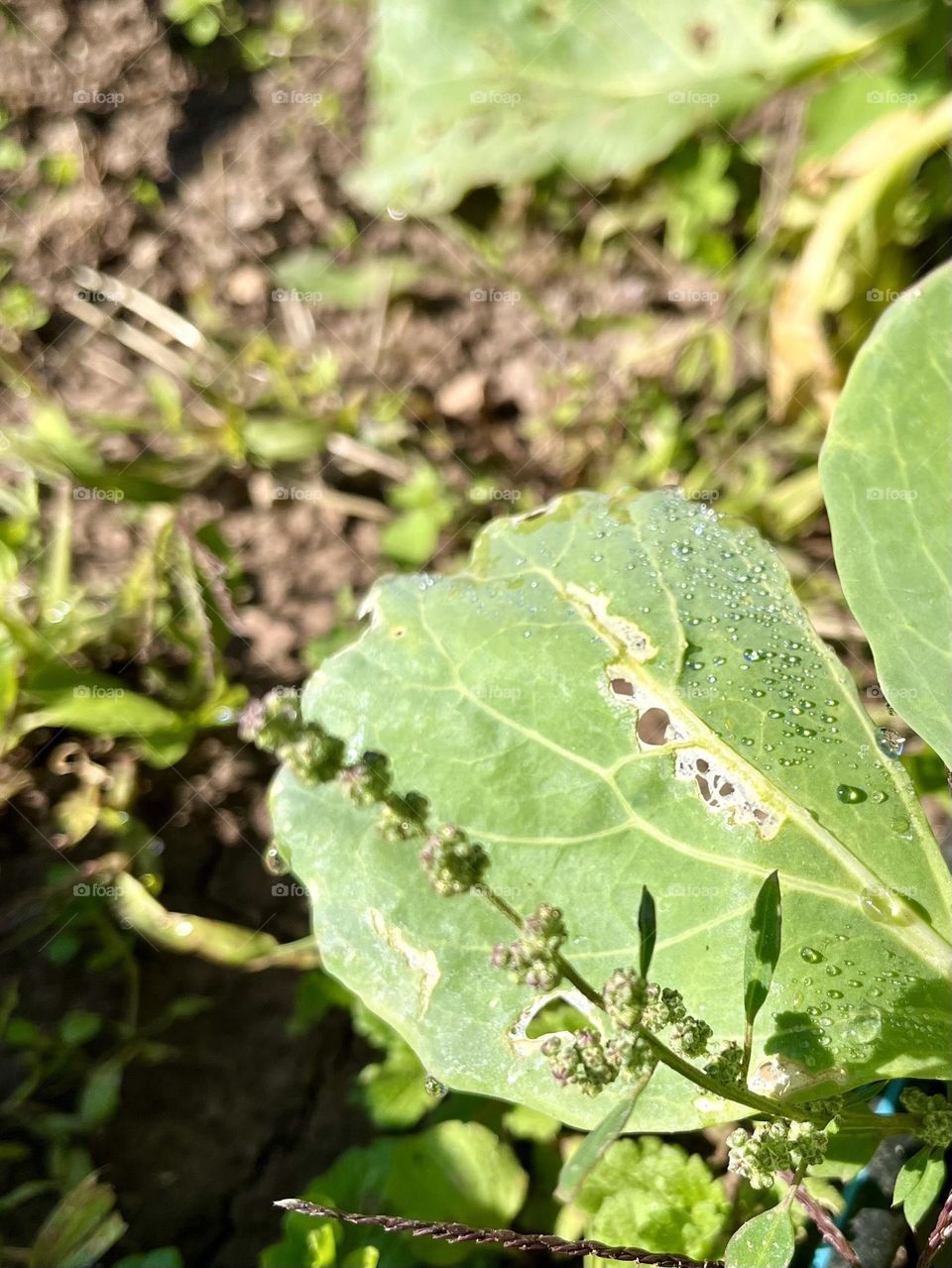 Cabbage leaf with dew