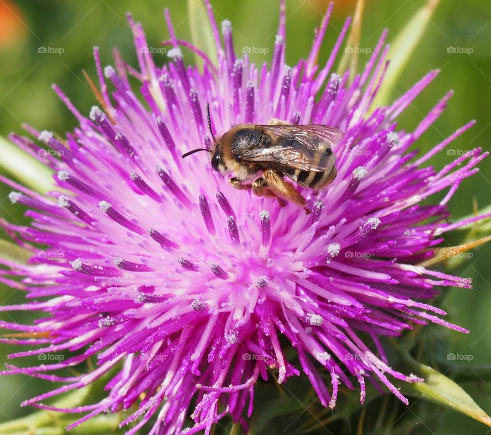 Bee on the thistle flower