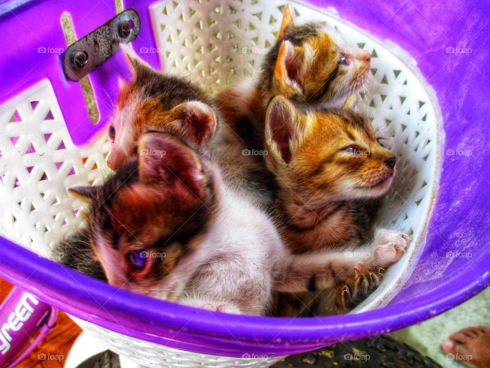 Four cute kittens in a plastic basket