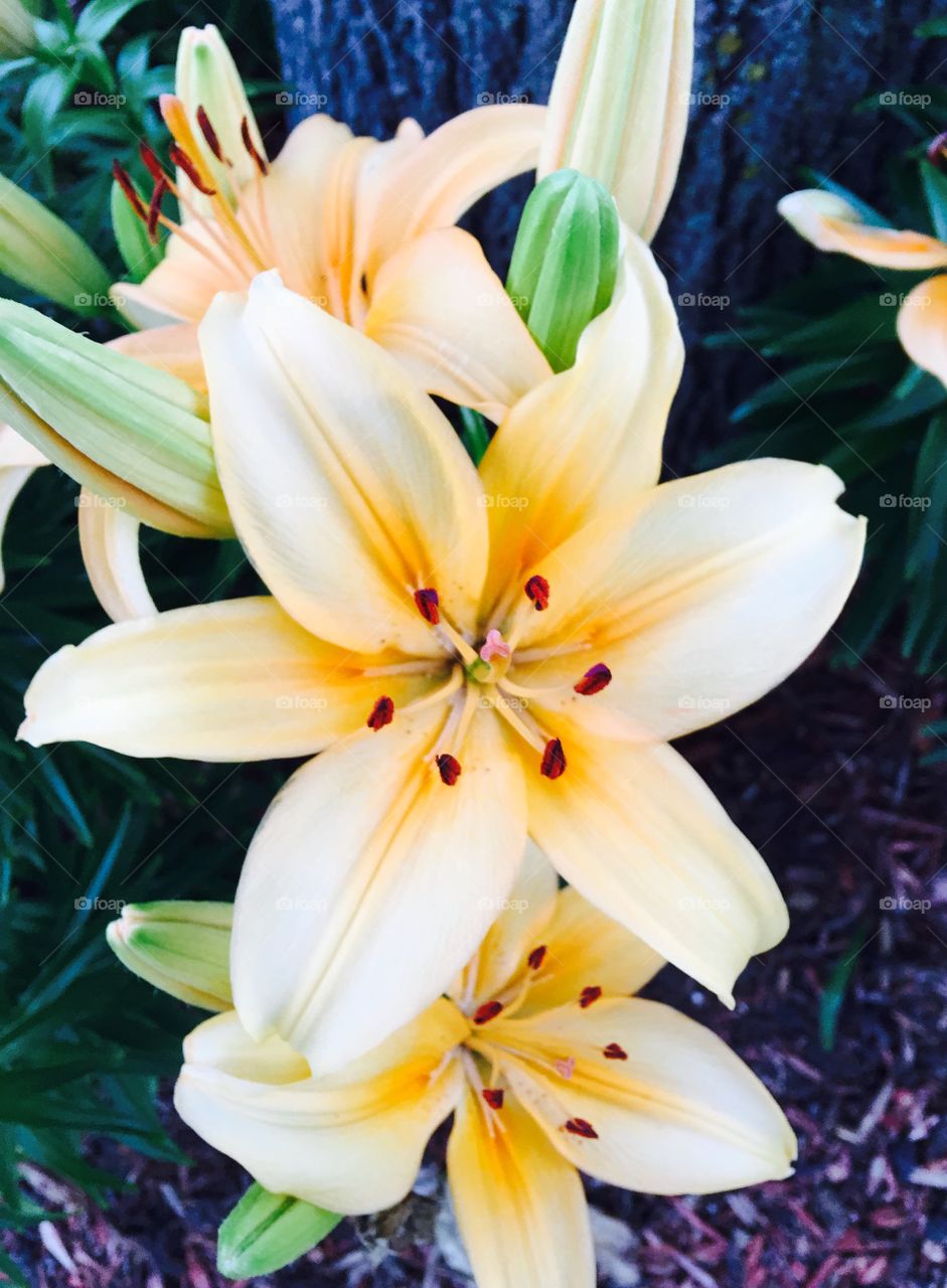 Close-up of yellow flowers