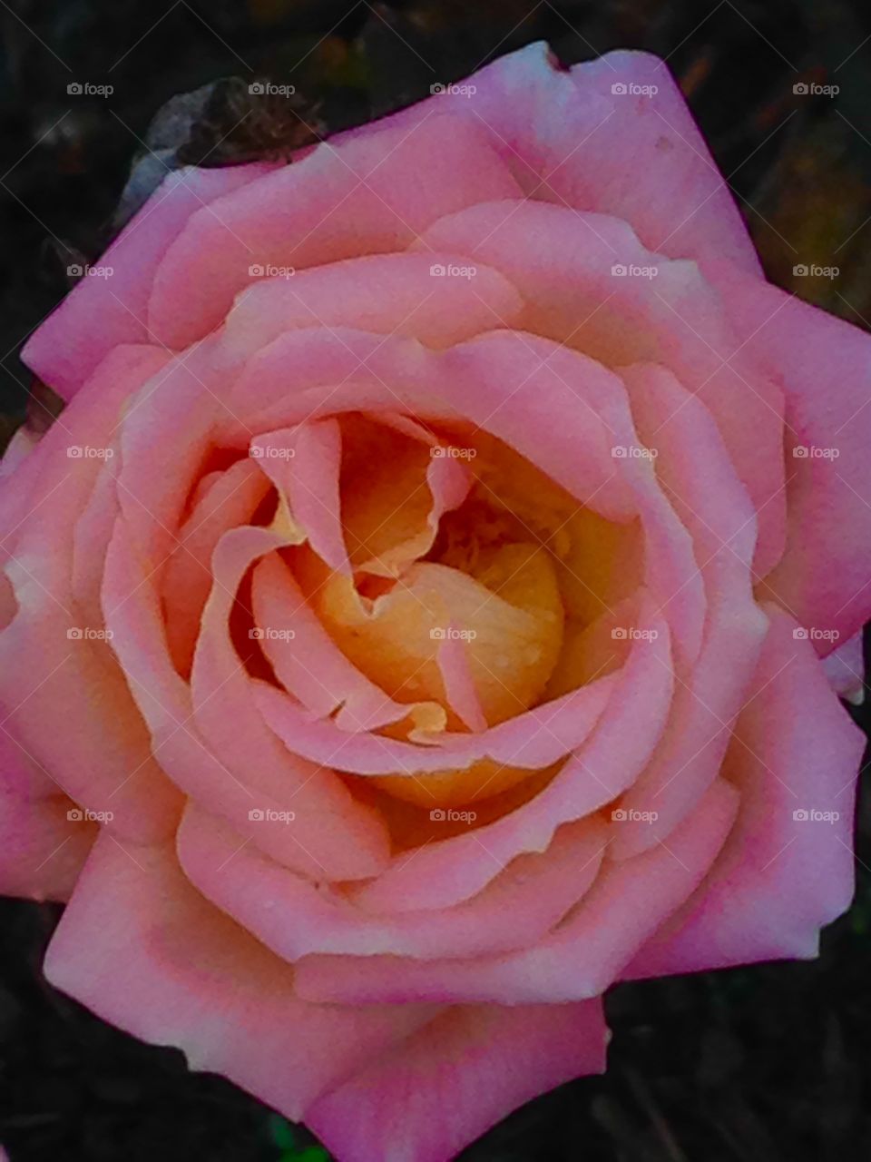 Blush pink rose