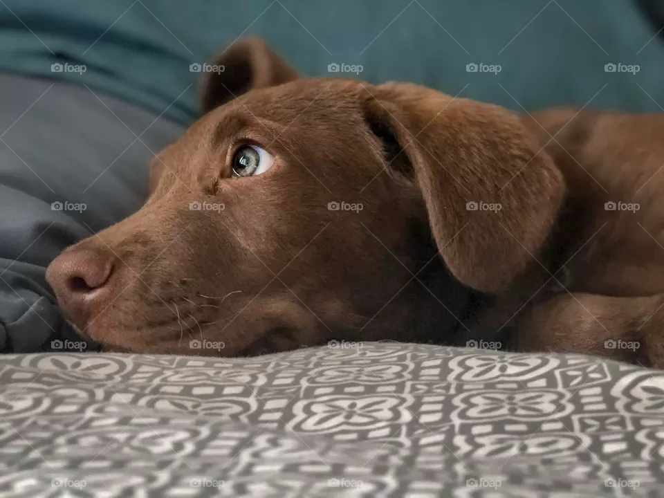 A Dog Named Morgan 