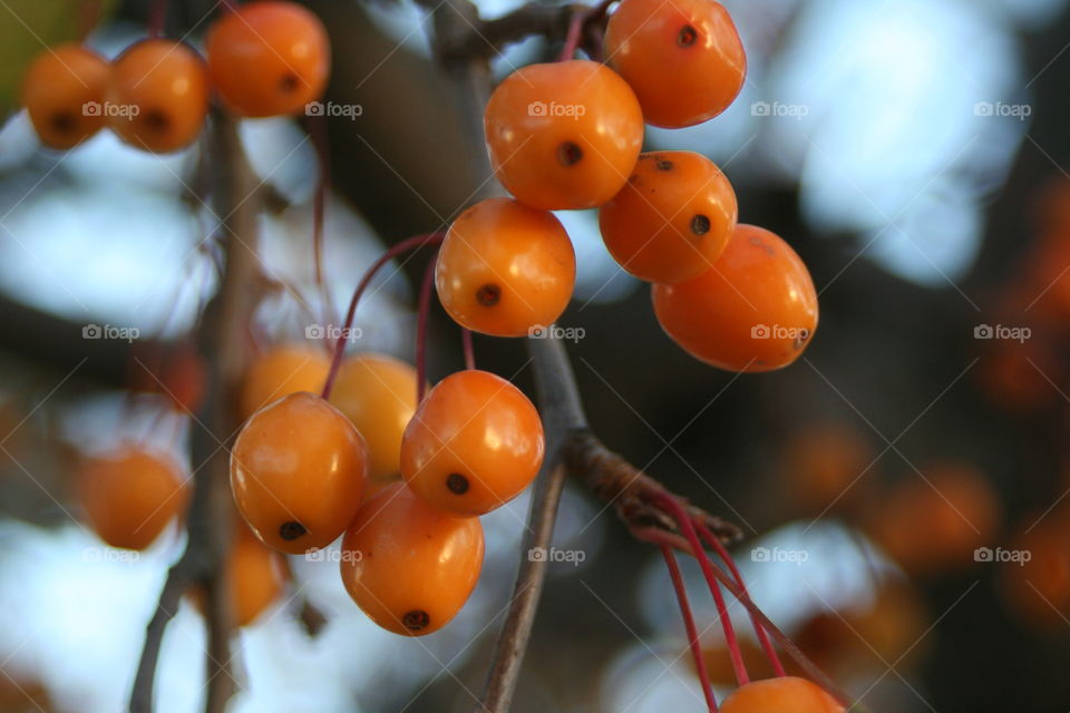 Autumn Orange