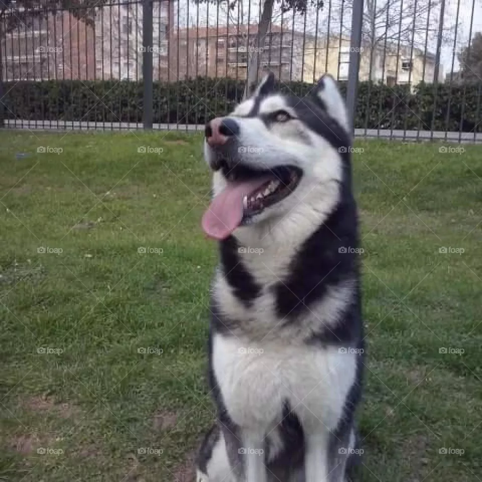 lobo