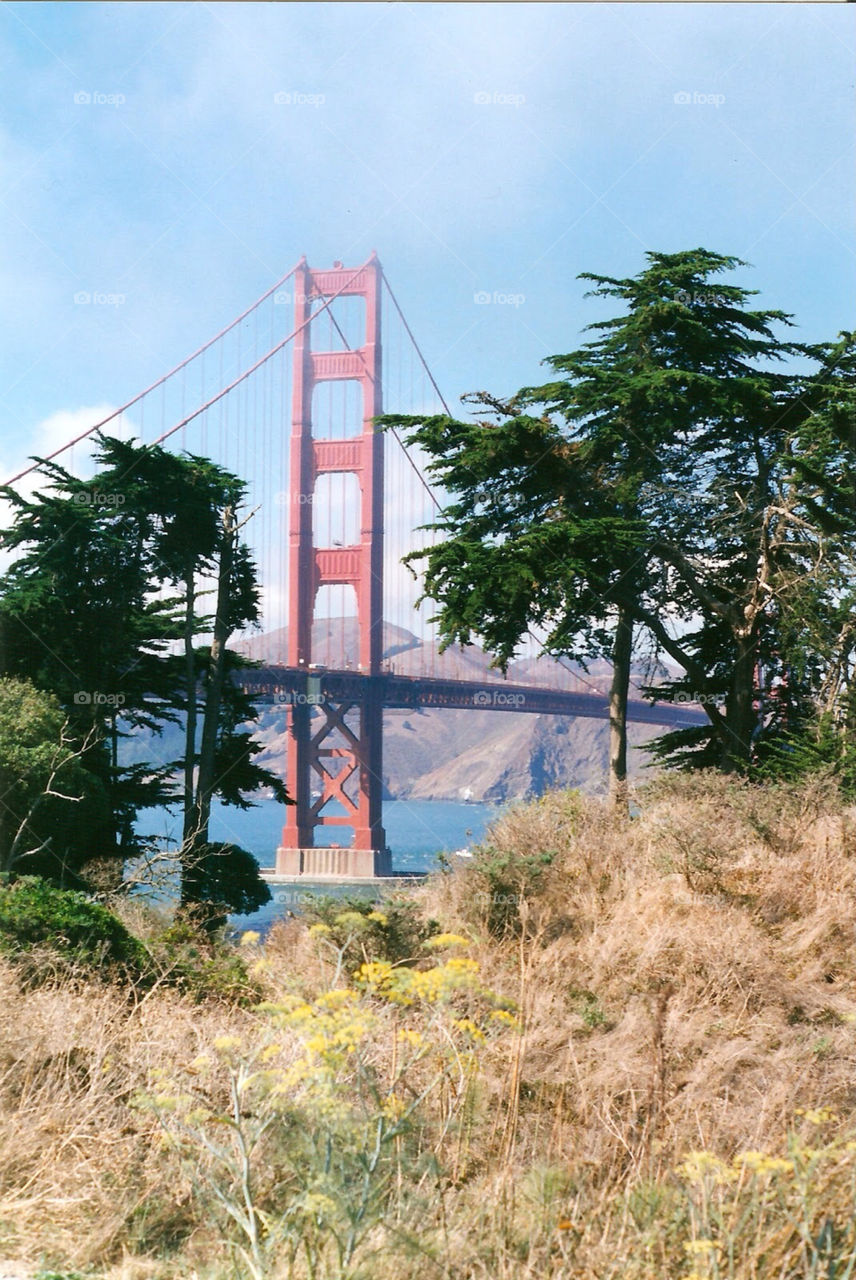 Golden Gate Bridge . View of the Golden Gate Bridge from the park. 