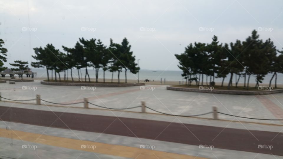 Sea with lovely trees