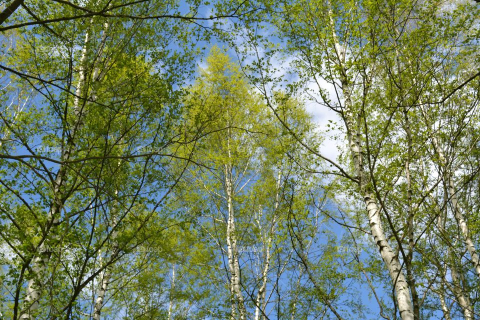 Tree, Wood, Nature, Branch, Landscape