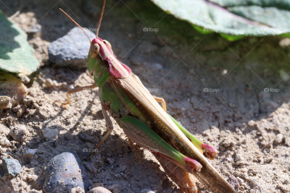 Colorful Grasshopper