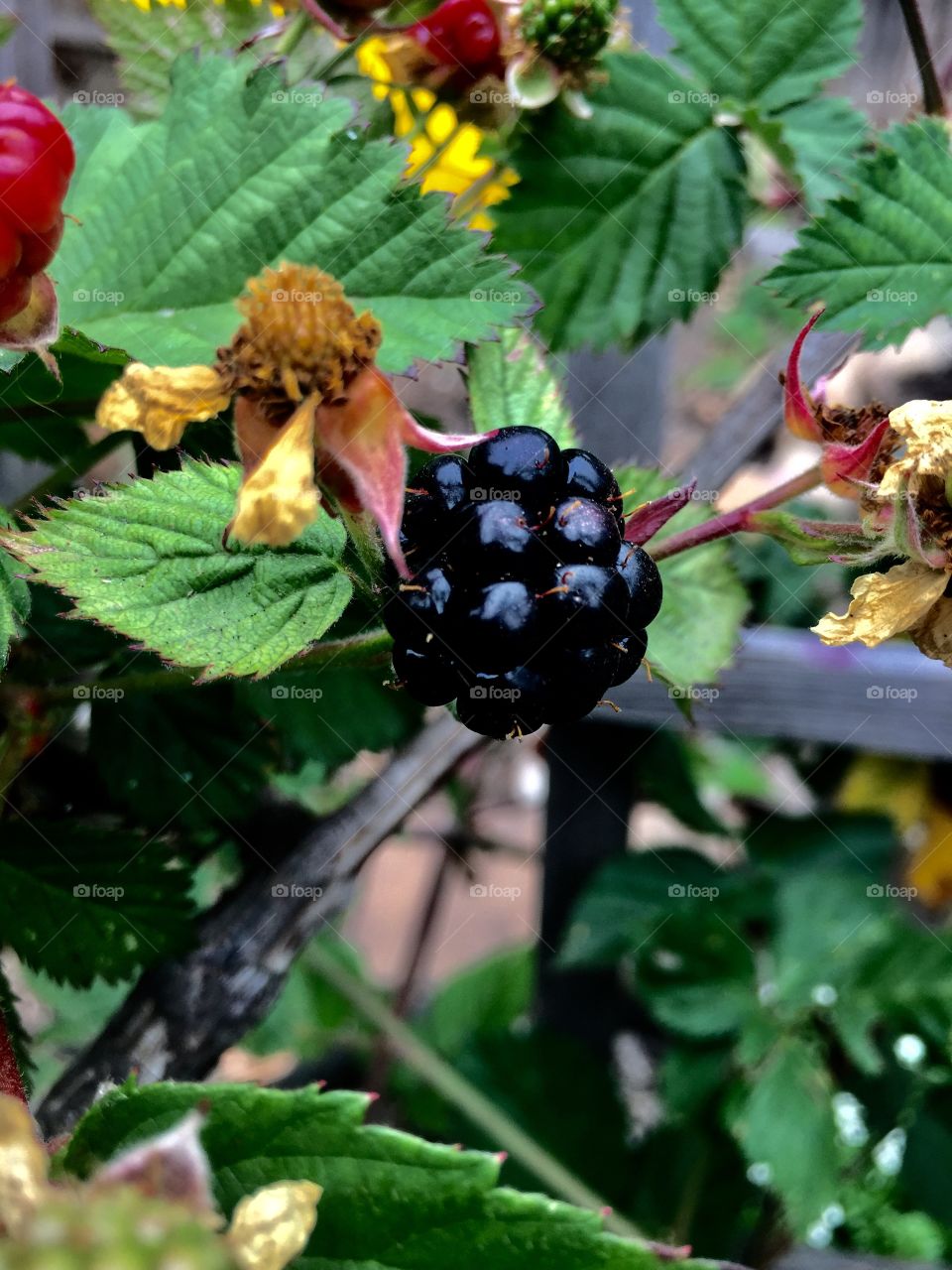 A juicy, homegrown blackberry is the first to ripen in the early summer season, adding a sprinkling of deep purple to the green leaves of the plant. 