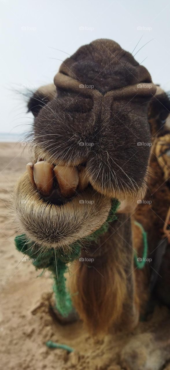 camel a mouth