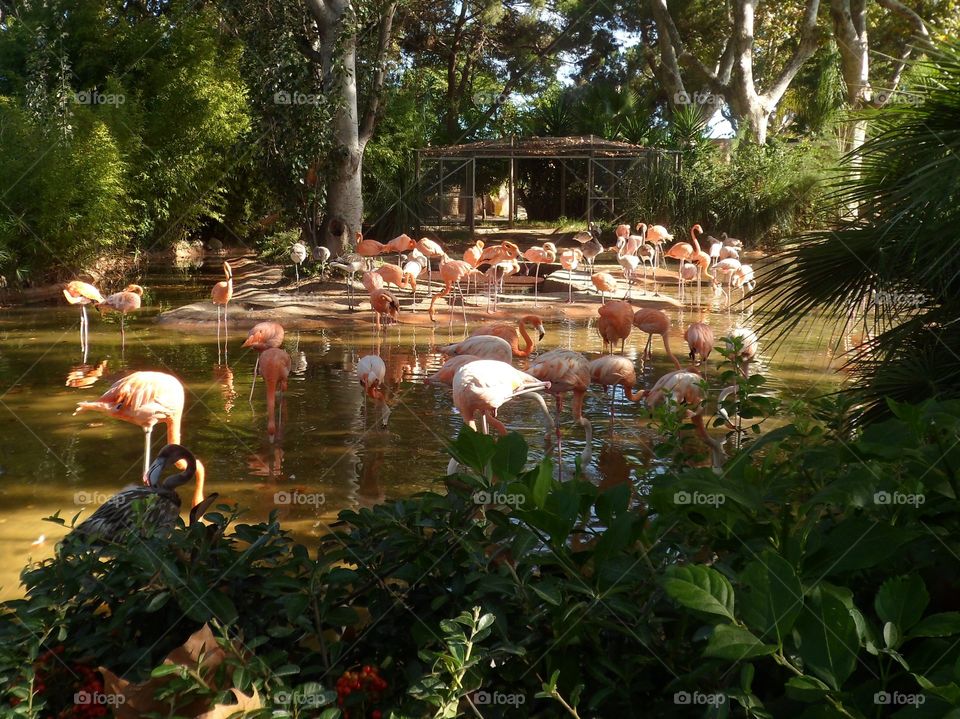 Flamingo in a zoo in Spain