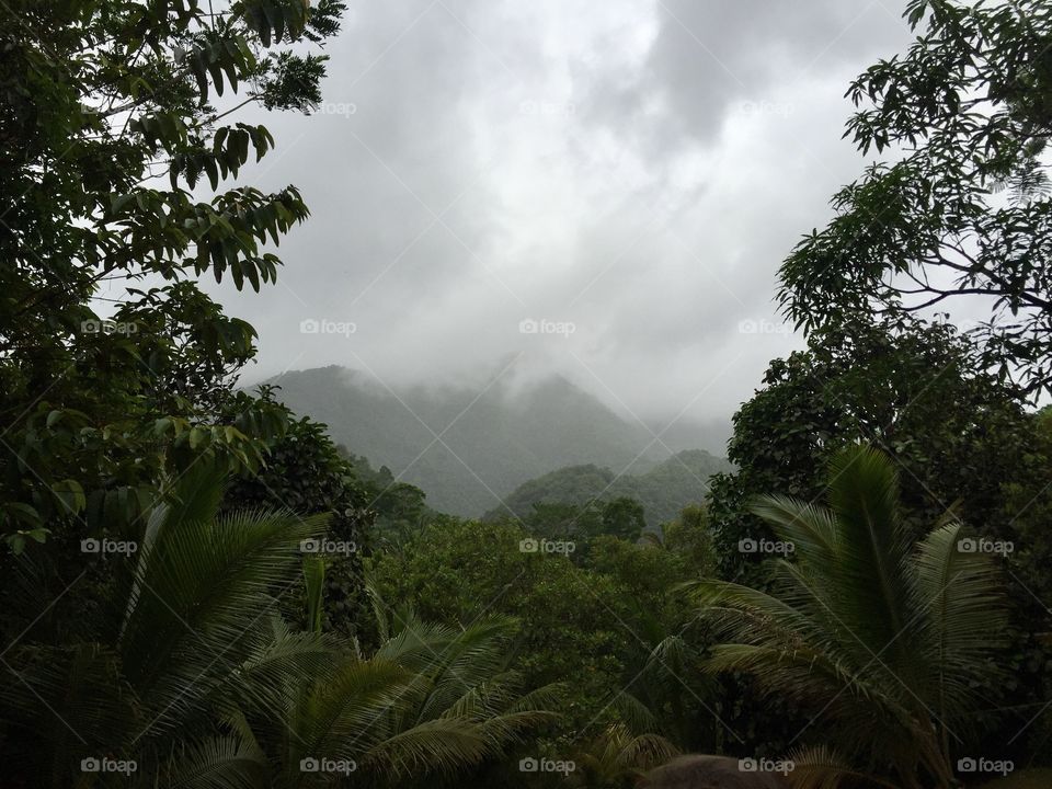 Belizean forest with fog covered mountains in the background