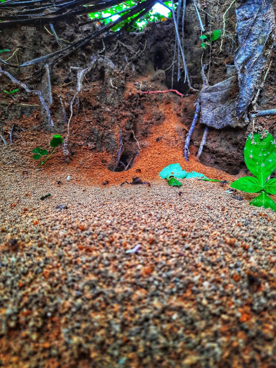 A Amazing ant colony in SL..🐜