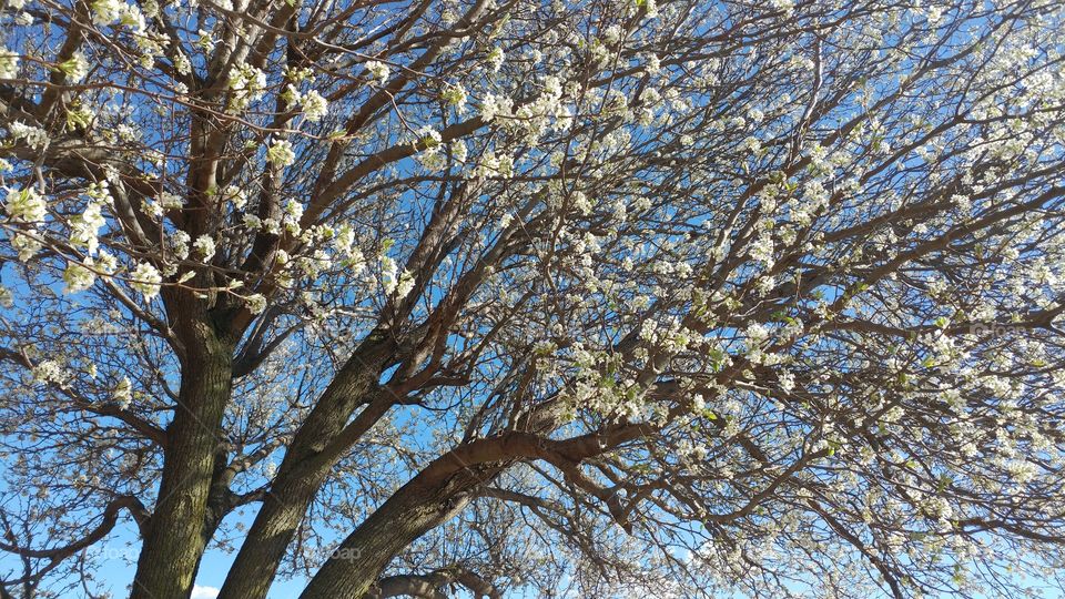 The ginkgo trees in Southeast Missouri bloom before most of the other trees even begin to bud, truly one of the first signs of spring here