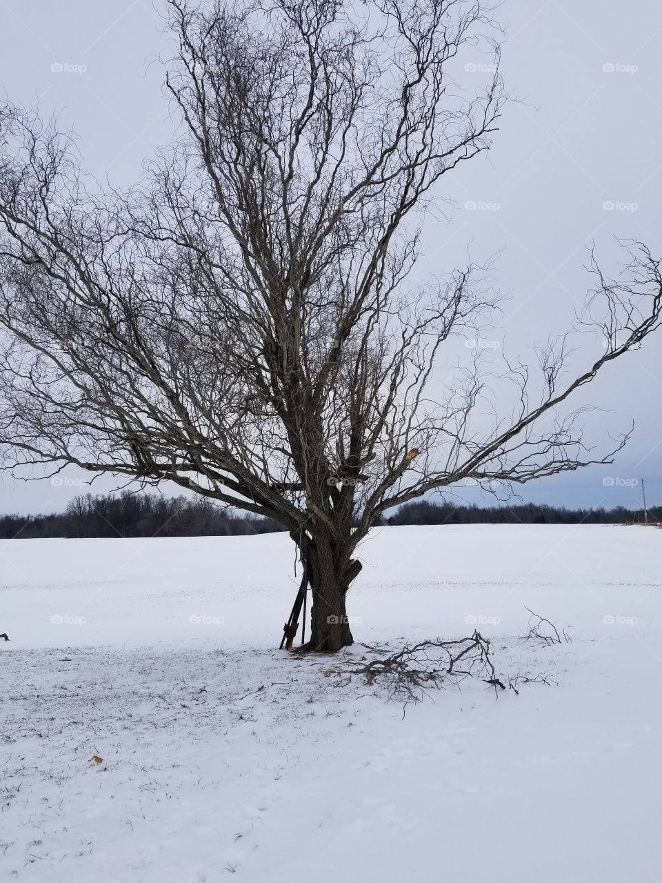 Corkscrew Willow in Winter Landscape