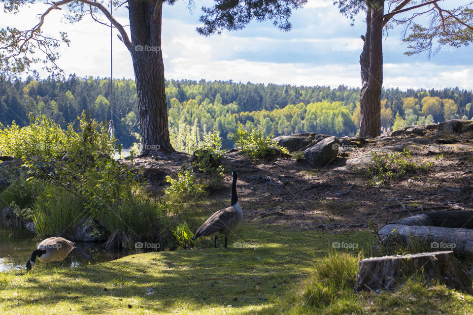 Geese in Södertälje, Sweden. 